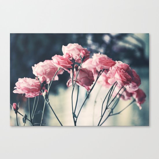 pink roses Canvas Print