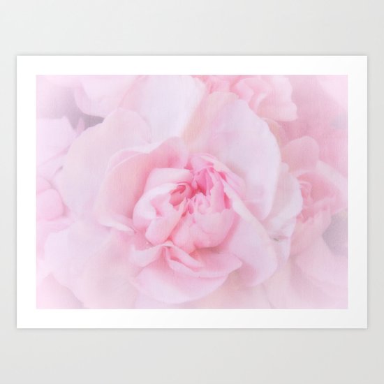 Soft Pink Carnation Art Print