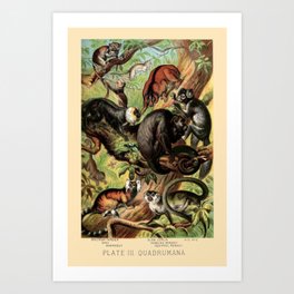 Vintage New World Monkeys Art Print