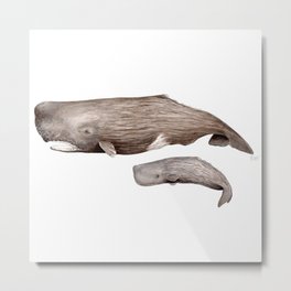 Sperm whale Metal Print