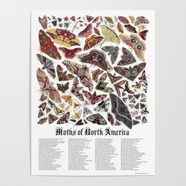 Moths of North America Poster