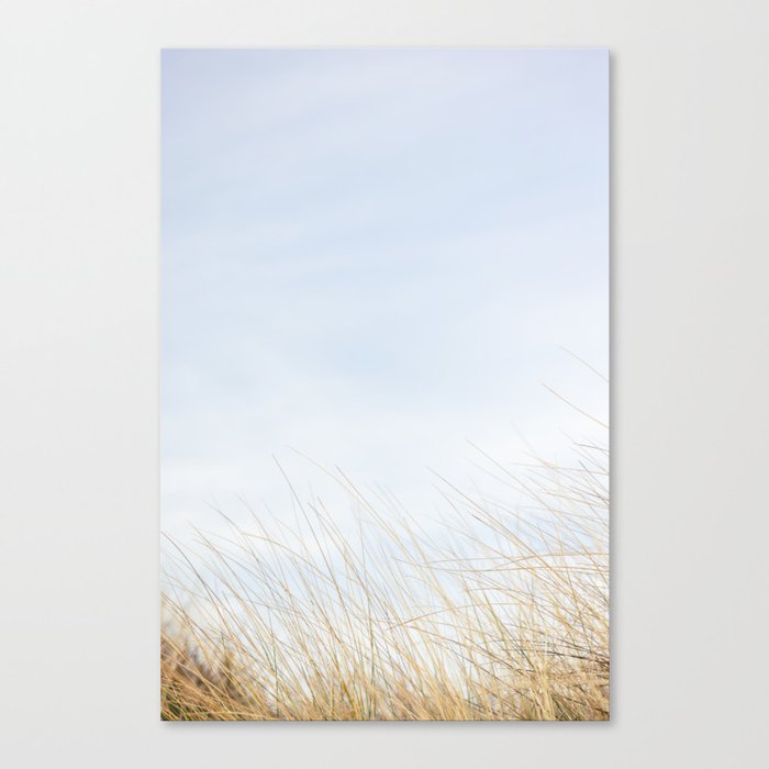 Marram grass in the bottom of a blue sky picture, in the Netherlands, fine art. Canvas Print