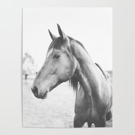 bw horse, equestrian, black and white horse, thoroughbred Poster