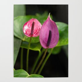 Pink Anthurium Andraeanum Previa Close Up Photography Poster
