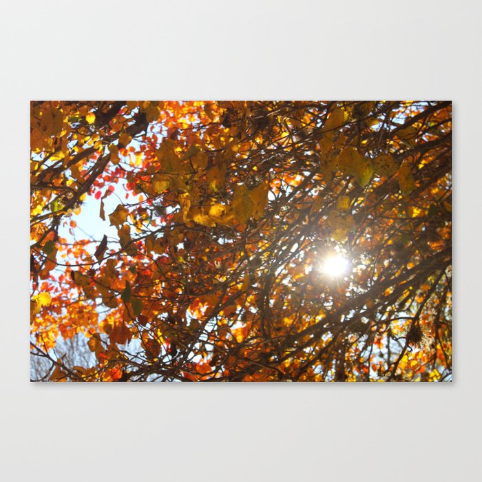 Fall Canvas Print