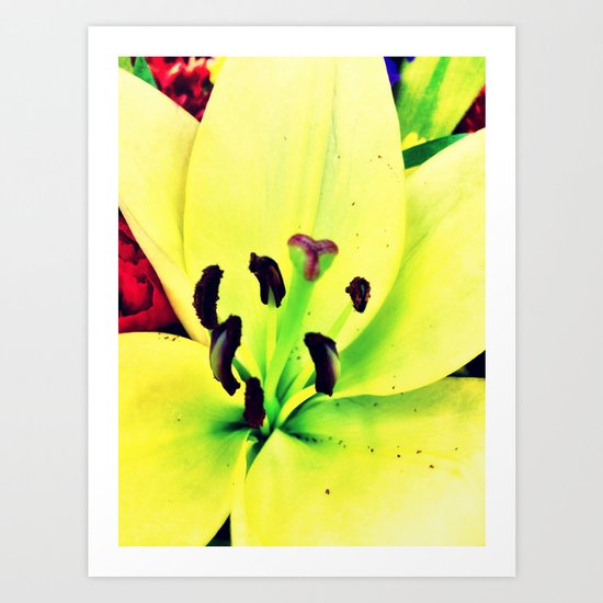Yellow Lily Art Print