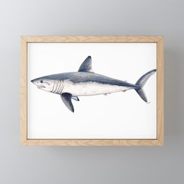 Porbeagle shark (Lamna nasus) Framed Mini Art Print