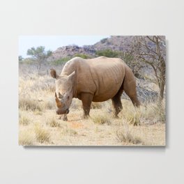 Curious Rhinoceros at Mokala National Game Park, South Africa Metal Print