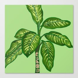 Green Dieffenbachia Canvas Print