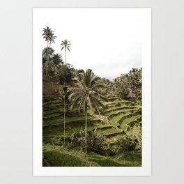 Rice terraces Ubud | Bali | Photograpy | Photo  Art Print