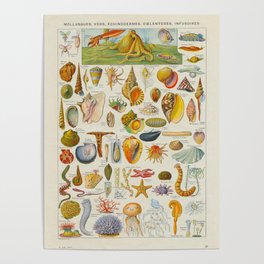 Adolphe Millot Sea Life Vintage Scientific Illustration Old Le Larousse pour tous Illustration Poster