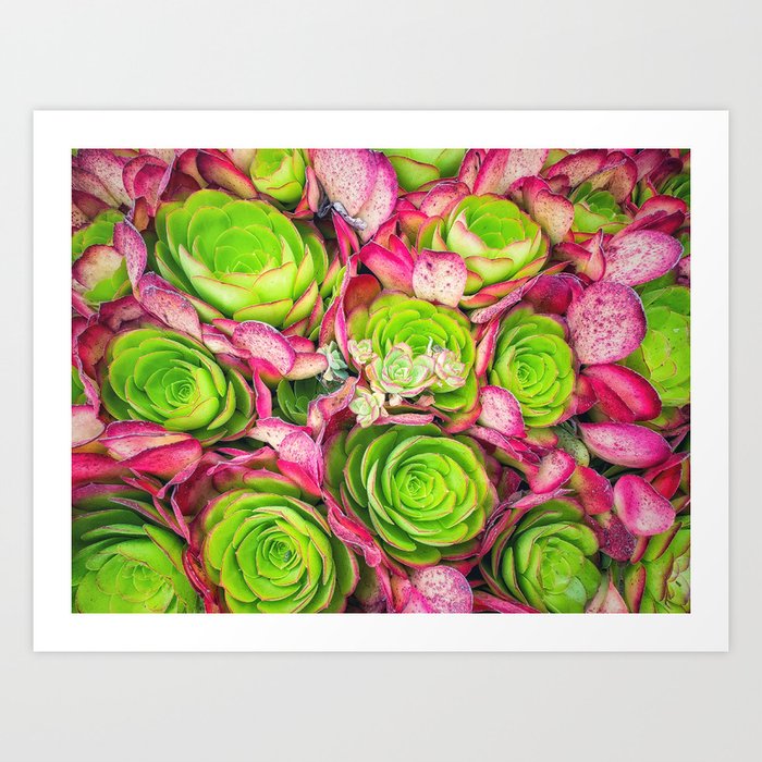 Aeoniums Art Print