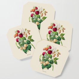 Raspberry Antique Botanical Illustration Coaster