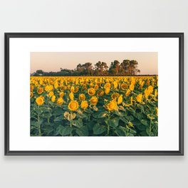 Summer Flowers Framed Art Print