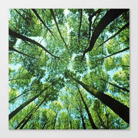 Looking up in Woods Canvas Print