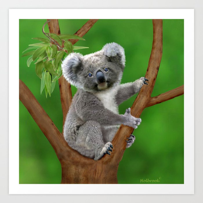 Adorable Baby Koala Wall Art: Canvas Prints, Art Prints & Framed Canvas