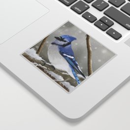 Blue Jay in Winter Sticker