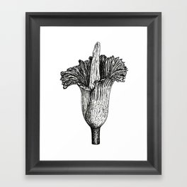 Corpse flower (Amorphophallus titanum) Framed Art Print