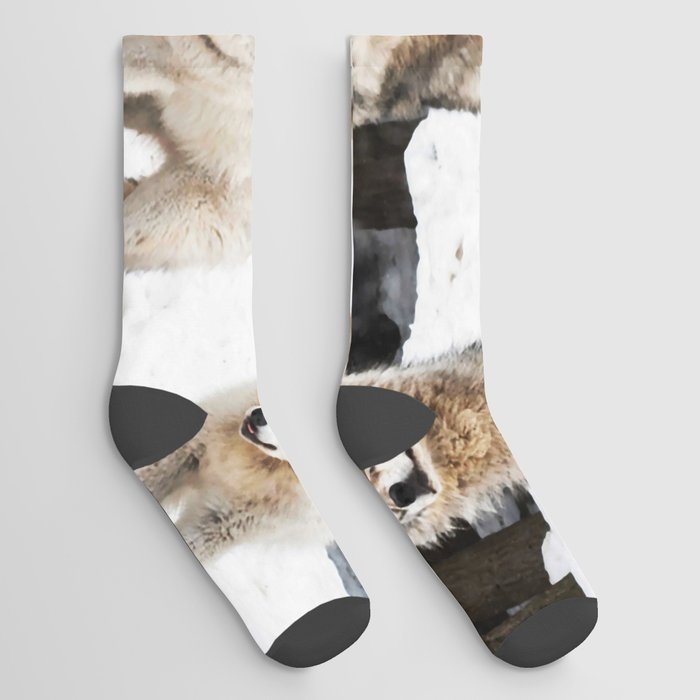Landscape Photo Grey Wolf Gang Snowy Socks