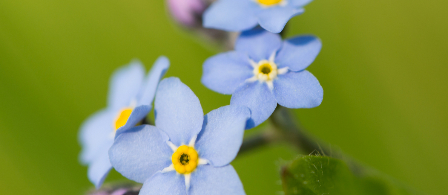 Forget Me Not Flowers On Natural Green Bokeh Background Decor Society6 Buyart Kaffeebecher Von Pivivikstrm Society6