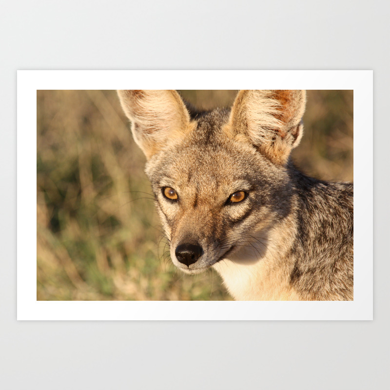 Wallpaper Portrait Of A Black Backed Jackal Art Print By Bcostelloe Society6 Desktop Wallpaper