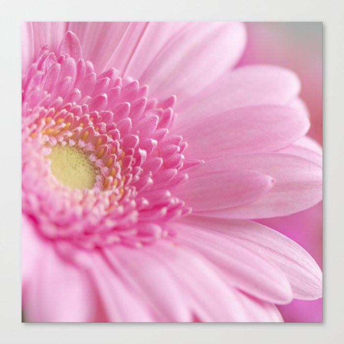Bright pink gerbera - floral romantic nature photography Canvas Print