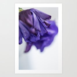 Purple flower in Lecce Italy | travel photography Art Print