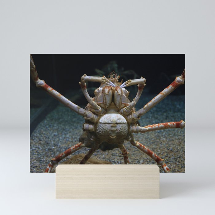 Alaskan King Crab Mini Art Print