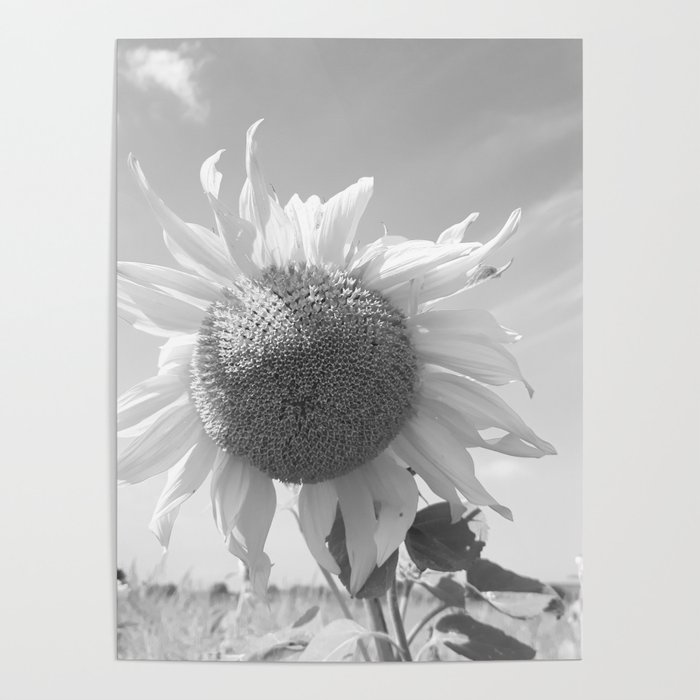 Monochromatic summer sunflower in the field Poster