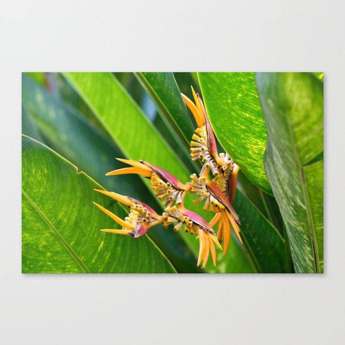 Beautiful Helicon Flower Blooming With Palms Leaves Canvas Print