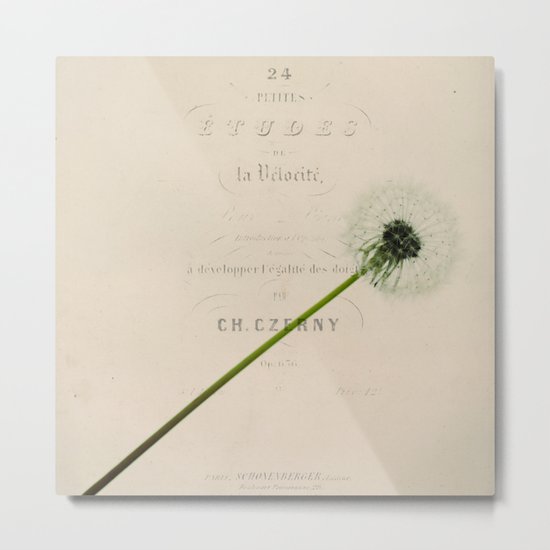 a dandelion Metal Print