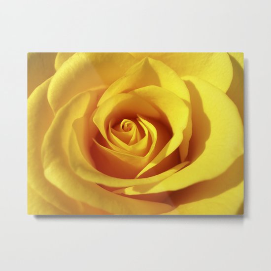 yellow rose macro XI Metal Print