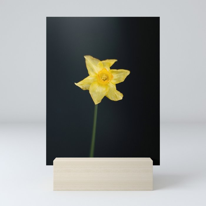 Wilted daffodil (dark) Mini Art Print