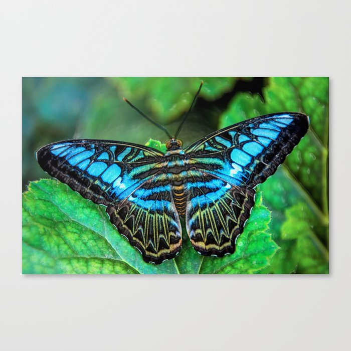 BUTTERFLY BLUE Canvas Print