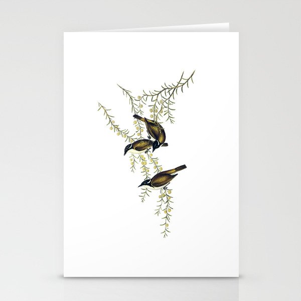 Vintage White Throated Honeyeater Bird Illustration Stationery Cards