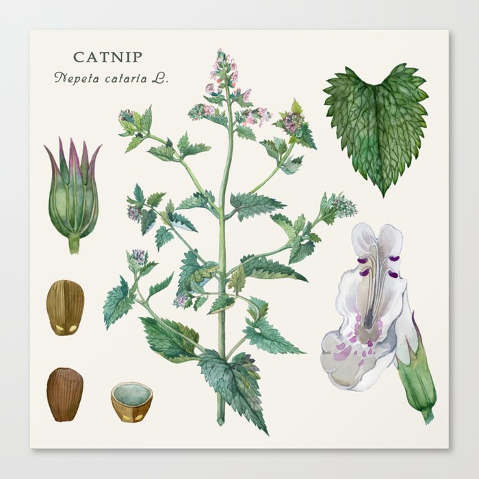Catnip Plant Drawing
