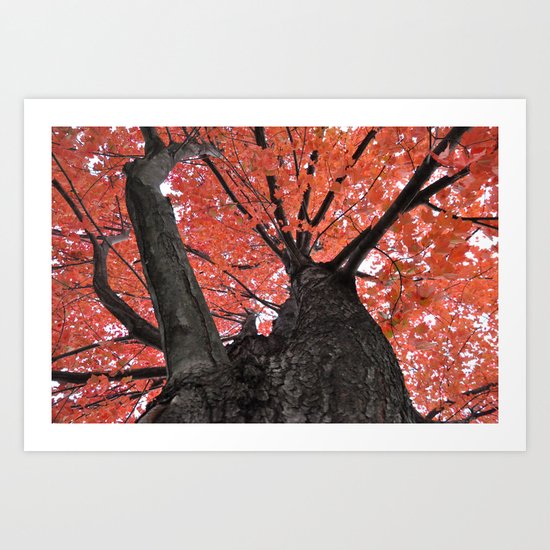 Autumn Oak Art Print