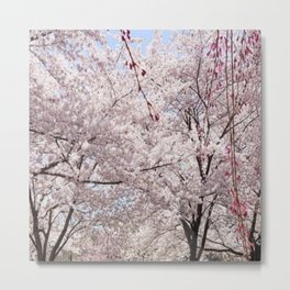 Beautiful Cherry Blossom Flowers Metal Print | Cherry, Cherryblossomstree, Digital, Japan, Cherryblossom, Blossom, Digital Manipulation, Floral, Bloom, Japancherryblossom 