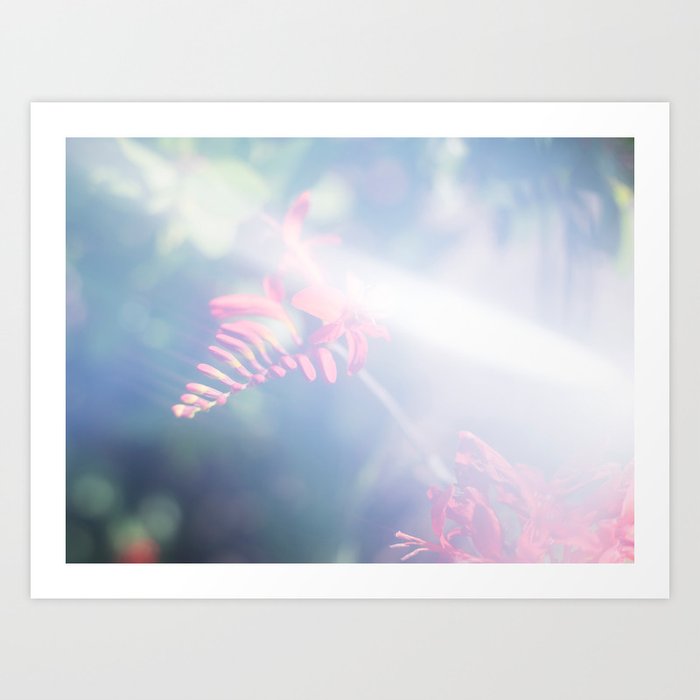 Abstract Nature Photography - Red Garden Flower Art Print