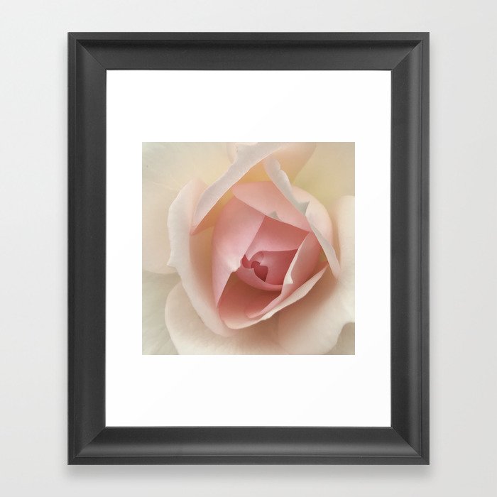 New Zealand Rose Framed Art Print