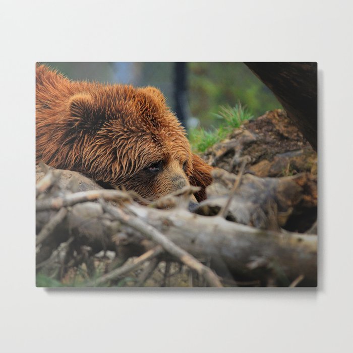 Kodiak Bear Metal Print