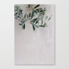 Olive twig on a pastel colored wall in Italy | Fine art photography in Toscany| Travel photography Europe | Pastel tones Canvas Print