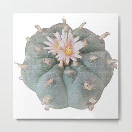 Peyote Cacti Metal Print | Terencemckenna, Peyote, Psychedelic, Cacti, Dmt, Sanpedro, Photo, Pachanoi, Williamsii, Psilocybin 