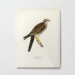 Eurasian Sparrowhawk (Accipiter nisus) illustrated by the von Wright brothers. Metal Print