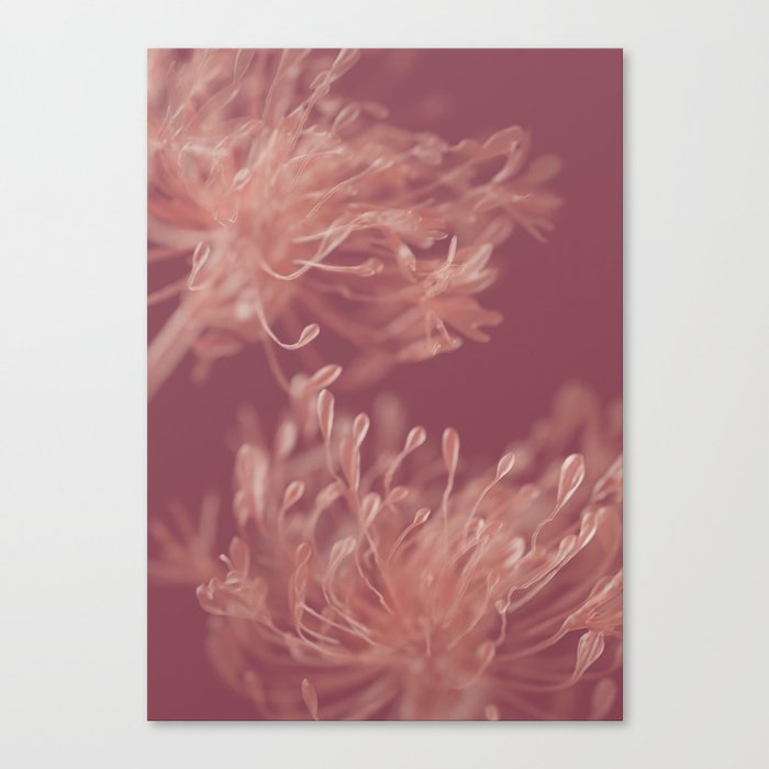 Flower Abstract Red/Pink Canvas Print
