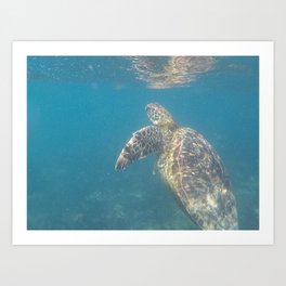 Hawksbill Sea Turtle in the Galapagos Art Print