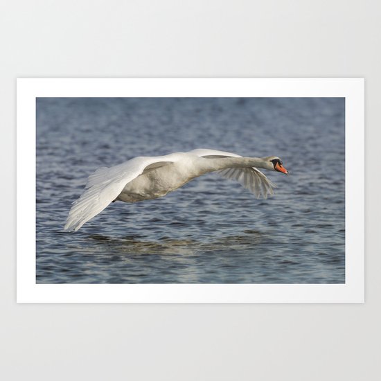 Mute Swan Art Print