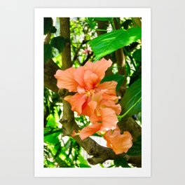 peach botanical - large double hibiscus flower Art Print | Botanical, Earth, Phone, Iphone, Tones, Mini, Case, Nature, Print, Photo 