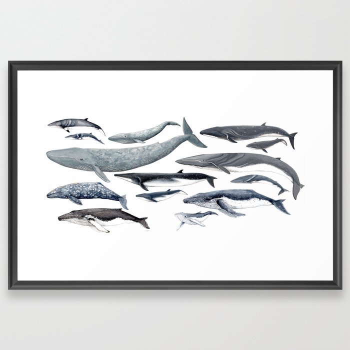 Whale diversity Framed Art Print