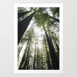 redwoods Art Print